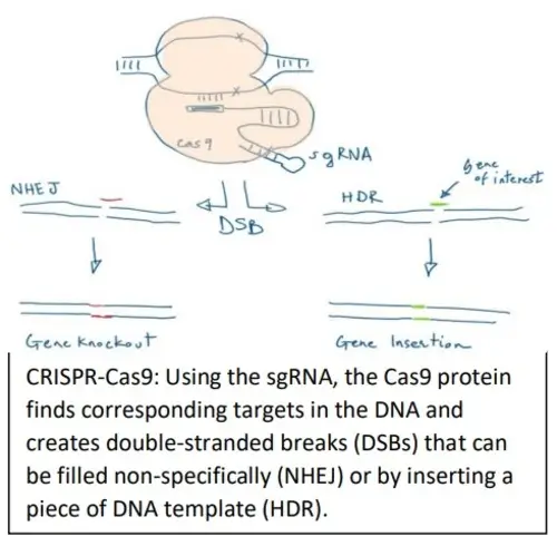 CRISPR - Example