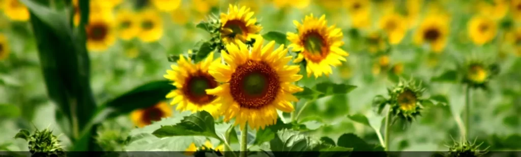 Marching Ahead—Nuziveedu Seeds Ltd