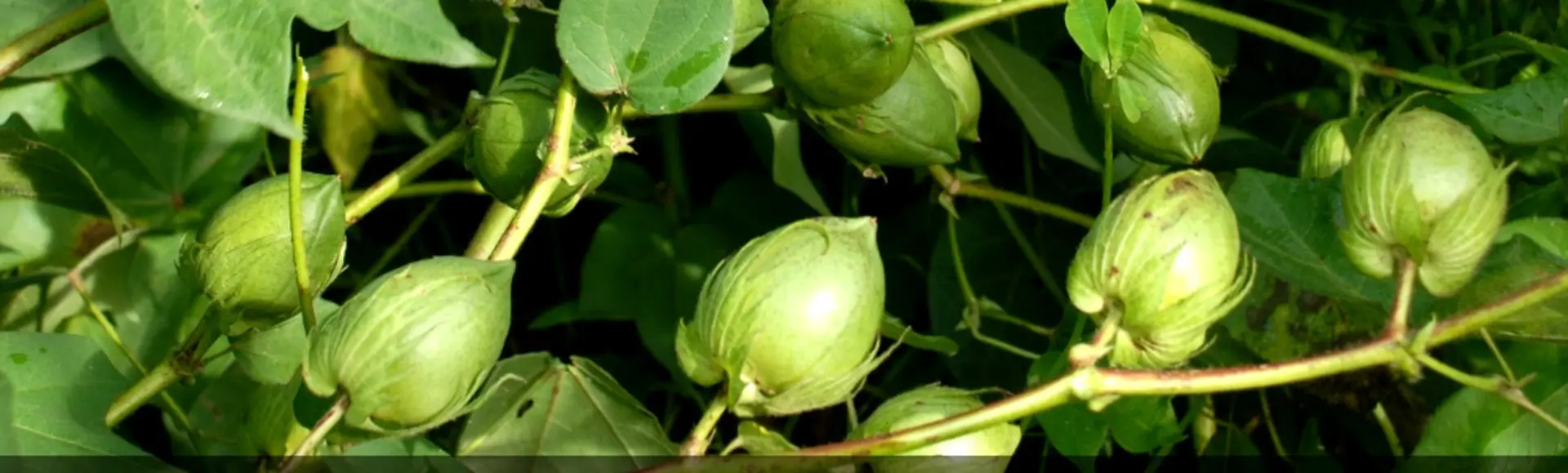 Marching Ahead—Nuziveedu Seeds Ltd